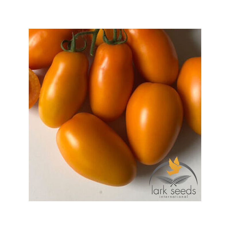 Томат ОРАНЖ ПЛАМ F1 | ORANGE PLAM F1 Lark Seeds