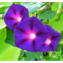 Іпомея пурпурна Професійне насіння 1 г