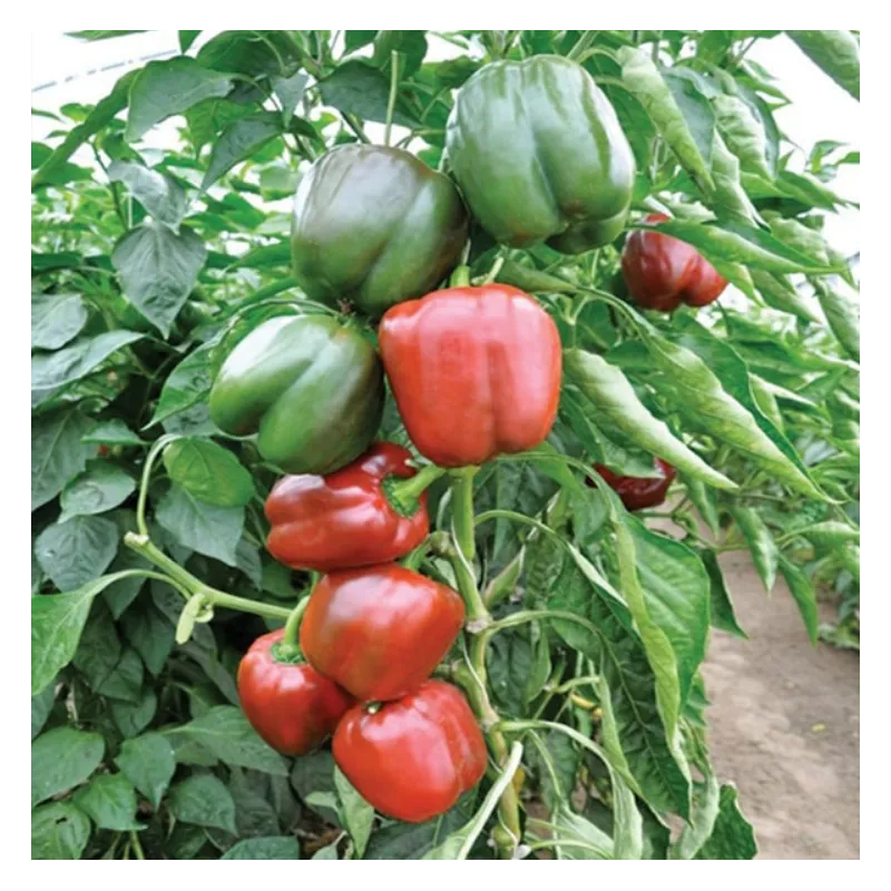 Перец СОНДЕЛА | SONDELA Rijk Zwaan