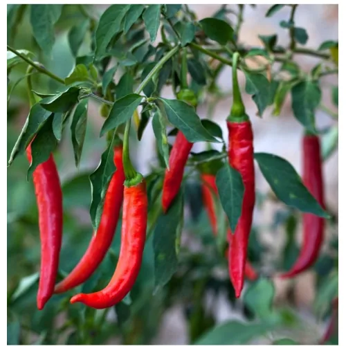 Перец острый Ангара F1 Bejo | Angara F1 Bejo