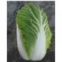 Капуста пекинская ПАЦИФИКО F1 Bejo | PACIFICO F1 Bejo