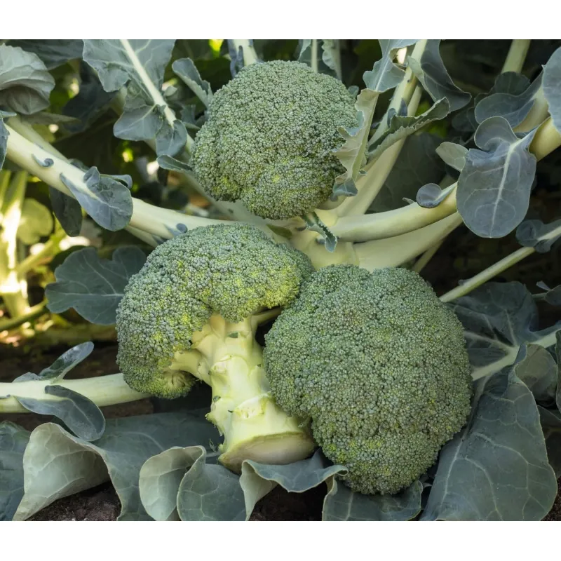 Капуста брокколи БАТАВИЯ F1 Bejo | BATAVIA F1 Bejo