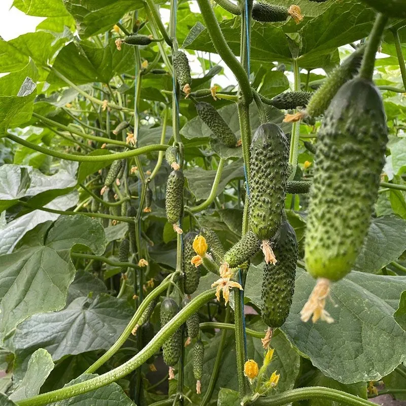 Огурчик АНСГАР F1 | ANSGAR F1 ENZA ZADEN 250 семян