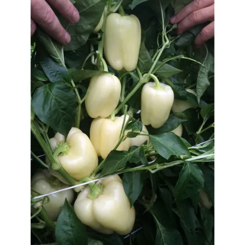 Перчик ВЕДРАНА F1 | VEDRANA F1 ENZA ZADEN 500 семян