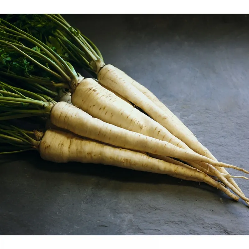 Петрушка корневая АРАТ Bejo | ARAT Bejo