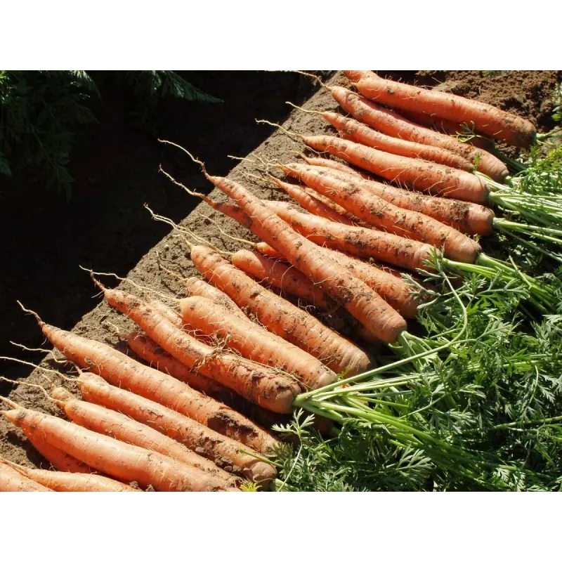 Морковь НАПОЛИ F1 Bejo | NAPOLI F1 Bejo