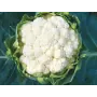 Капуста цвітна СИНЕРЖИ F1 | SYNERGY F1 Enza Zaden 2500 семян