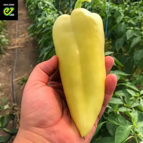 Перец НЕМЕЗИС F1 | NЕMEZIS F1 Enza Zaden 500 семян