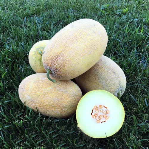 Дыня ДЕЙРА F1 | DEIRA F1 Enza Zaden 500 семян