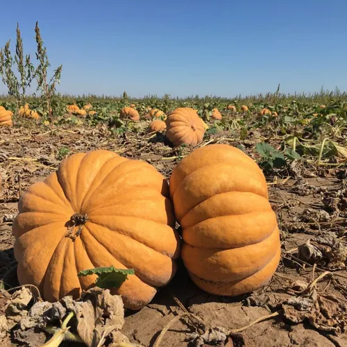 Тыква МАНОСК F1 | MANOSK F1 Enza Zaden 500 семян