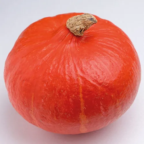 Тыква КЕНДЖИ КУРИ F1| KENJI KURI Enza Zaden 250 семян