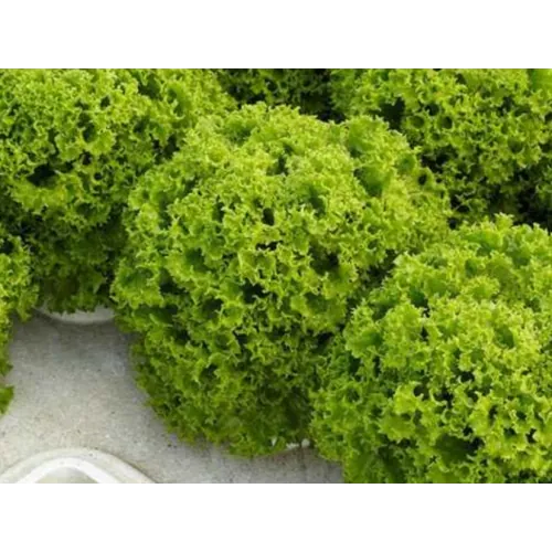 Салат Лолло Бионда ДАБИ F1 | DABI F1 Enza Zaden 5000 семян