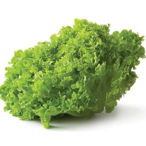 Салат Лолло Бионда БРИЕТТА F1 | BRIETTA F1 Enza Zaden 5000 семян