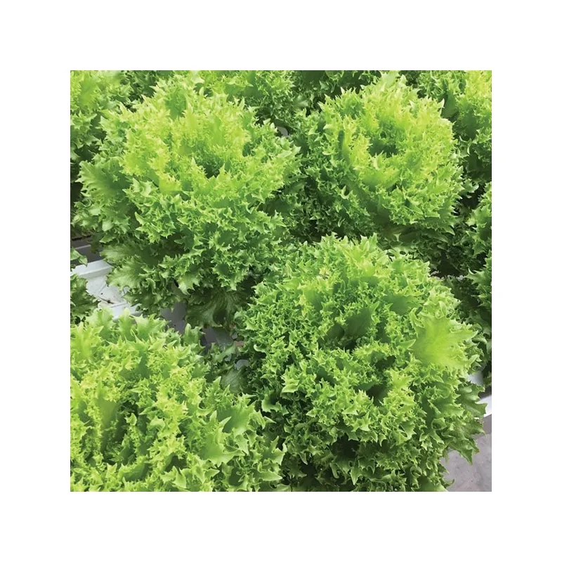 Салат Лолло Бионда КРИСПИНЕТ F1 | KRISPINET F1 Enza Zaden 5000 семян