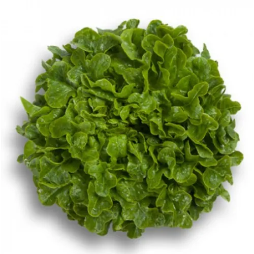 Салат Батавия МЕЛИНА F1| MELINA F1 Enza Zaden 5000 семян