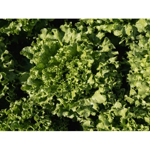 Салат Батавия АВЕЛЕДА F1| AVELEDA F1 Enza Zaden 5000 семян