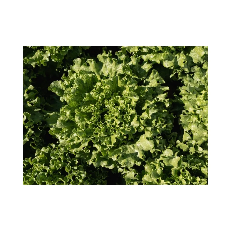 Салат Батавия АВЕЛЕДА F1| AVELEDA F1 Enza Zaden 5000 семян