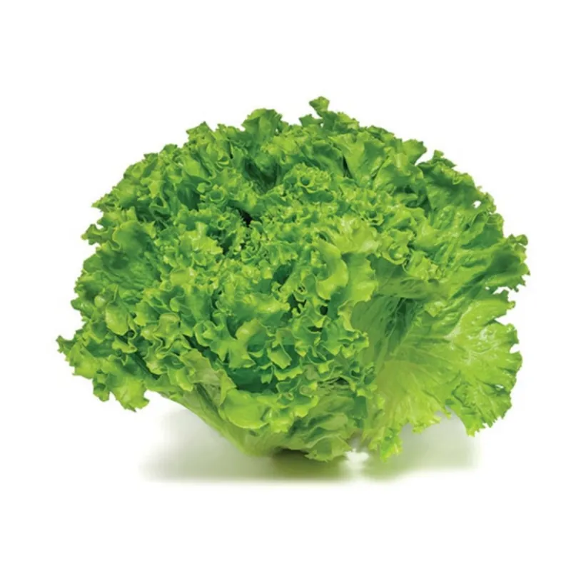 Салат Батавия ВАЙДОЗА F1| VAIDOZA F1 Enza Zaden 5000 семян