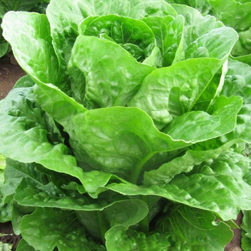 Салат Ромен МЕЗКЮТ | MEZKUT Enza Zaden 5000 семян