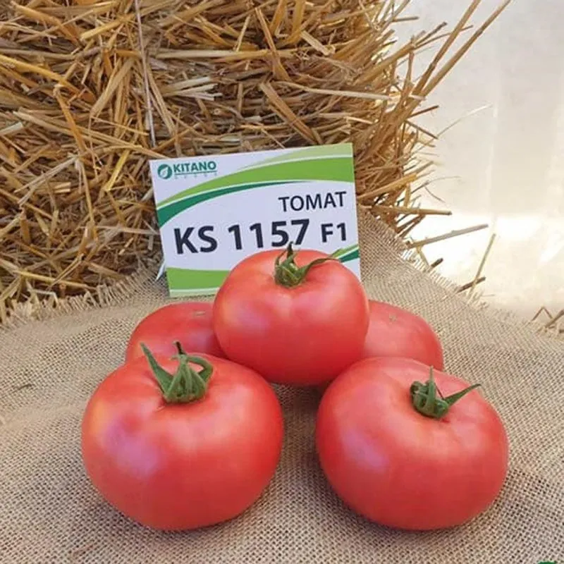 Томат KC 1157 F1 | KS 1157 F1 Kitano Seeds - Kitano купити в