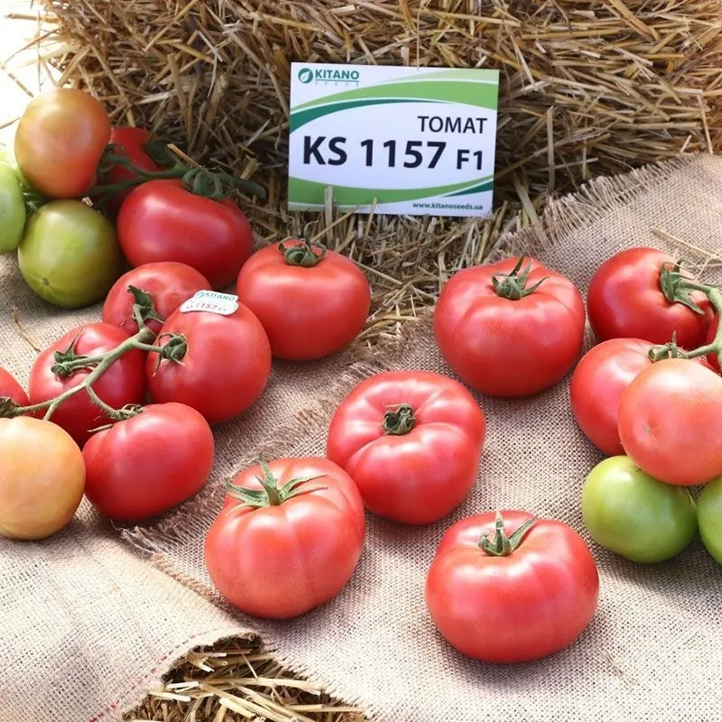 Томат KC 1157 F1 | KS 1157 F1 Kitano Seeds - Kitano купити в