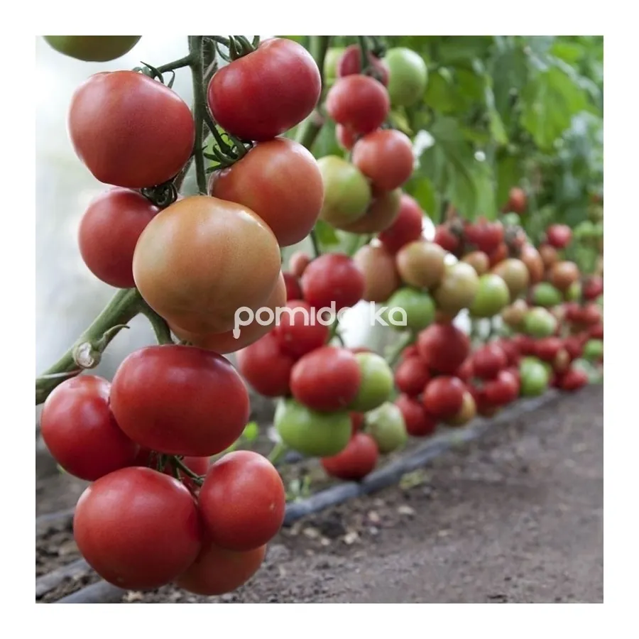 Томат KC 1157 F1 | KS 1157 F1 Kitano Seeds - Kitano купити в