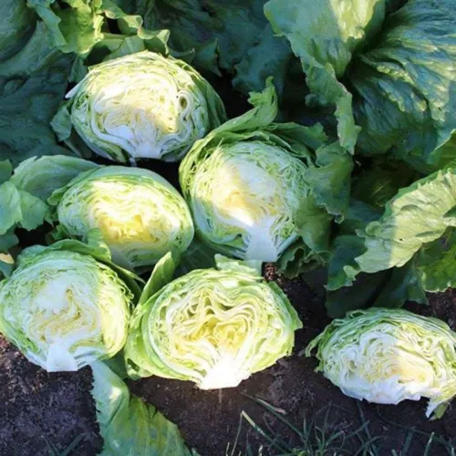 Салат айсберг ЭДУАРДО F1 | EDUARDO F1 ENZA ZADEN 5000 семян