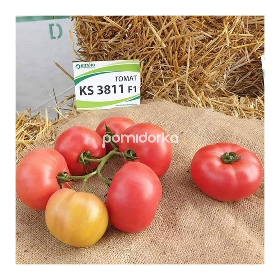 Томат KС 3811 F1 | KS 3811 F1 Kitano Seeds - Kitano купити в