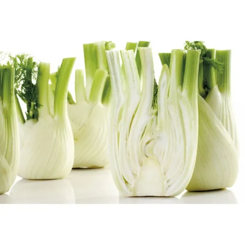 Фенхель Прелюдио F1 | Preludio F1 Enza Zaden 1000 семян