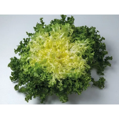 Салат Эндывий МИРНА F1 | MIRNA F1 Enza Zaden 5000 семян