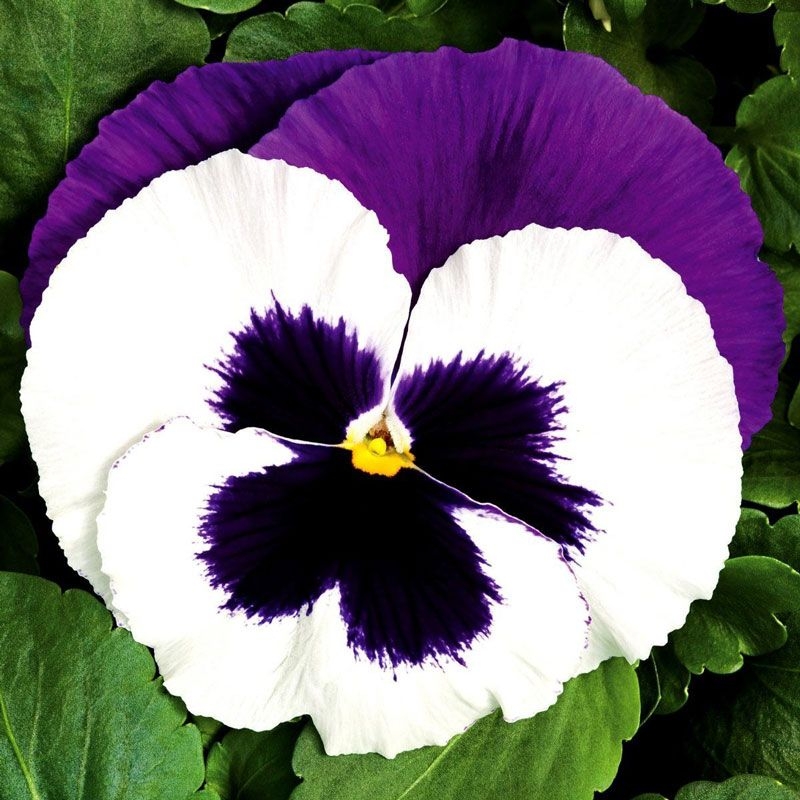 Фіалка Syngenta Colossus F1 WHITE WITH PURPLE WING