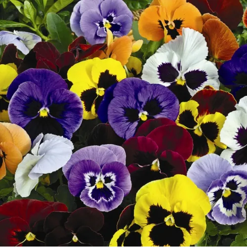 Фіалка Dynasty F1 (Viola x wittrockiana) Blotched Mixed Kitano