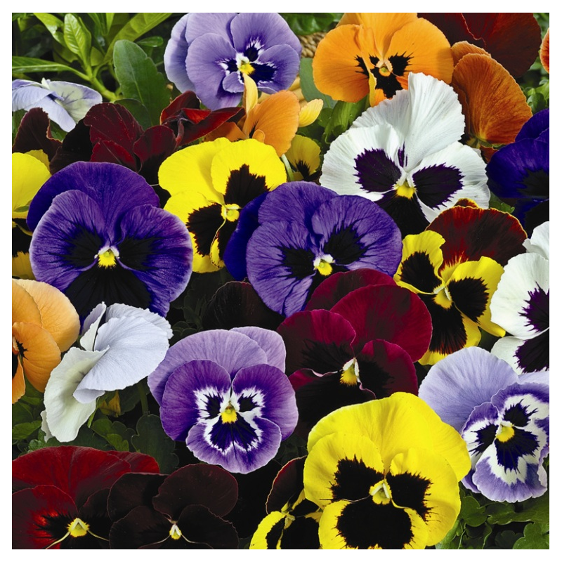 Фіалка Dynasty F1 (Viola x wittrockiana) Blotched Mixed Kitano
