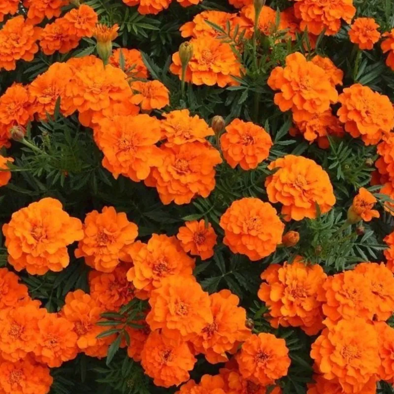 Бархатцы patula Bonanza Orange Deep Pan American