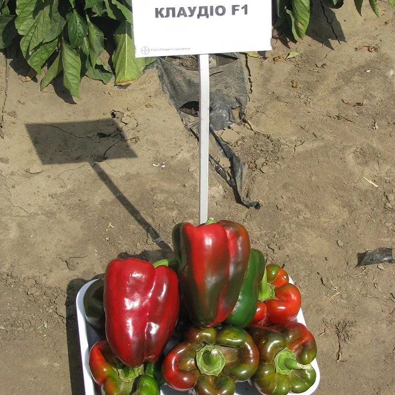 Перец сладкий Nunhems Клаудио F1 | Claudio F1