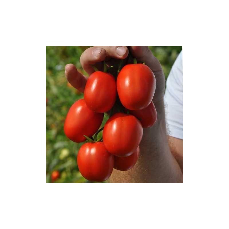 Мегрез F1 томат червоний середньоранній 1000 насінин Libra Seeds