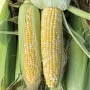 Кукуруза БСС 1075 F1 | BSS 1075 F1 Syngenta