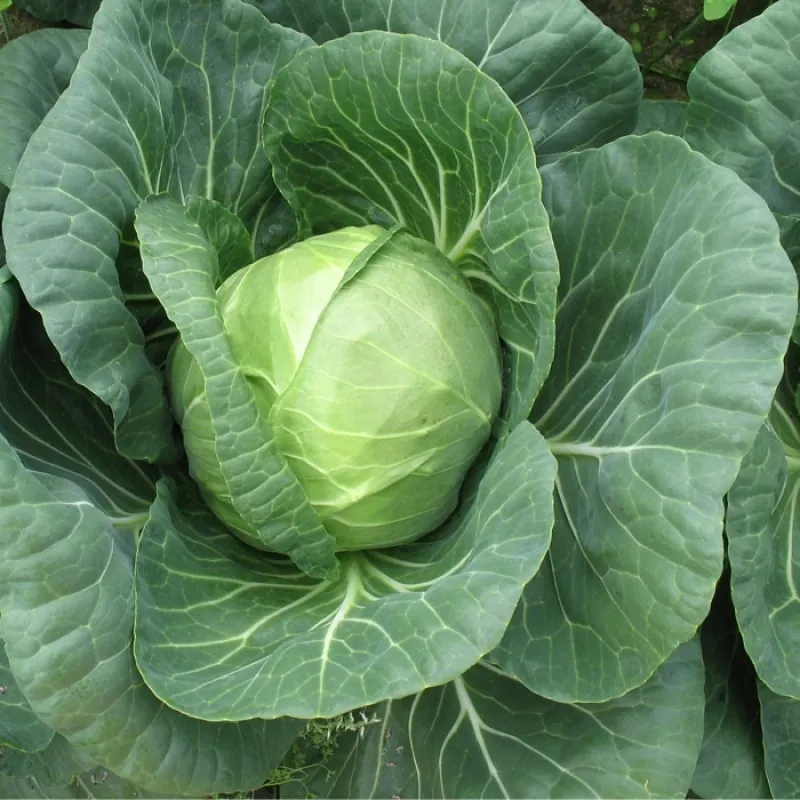 Капуста белокочанная Нозоми F1 | Nozomi F1 Sakata