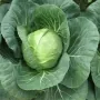 Капуста белокочанная Нозоми F1 | Nozomi F1 Sakata