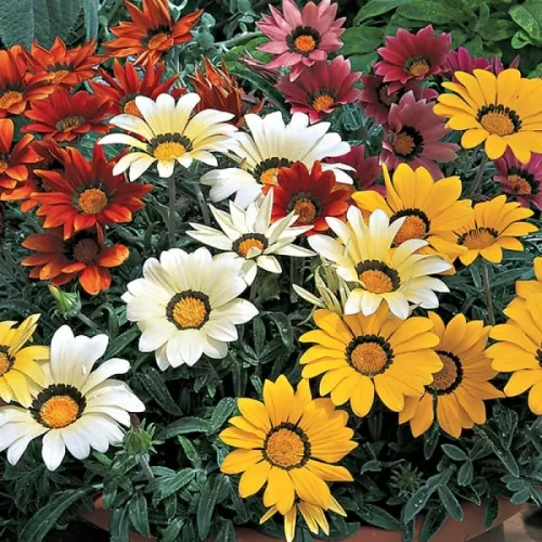 Газания Syngenta 1000 семян