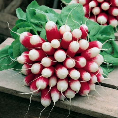 Семена Редиса Трето F1 | Treto F1 Syngenta