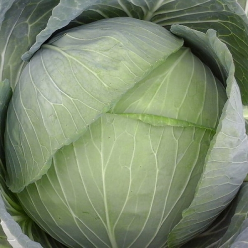 Капуста белокочанная Колобок F1 Nasko Капуста белокочанная Колобок F1 Nasko