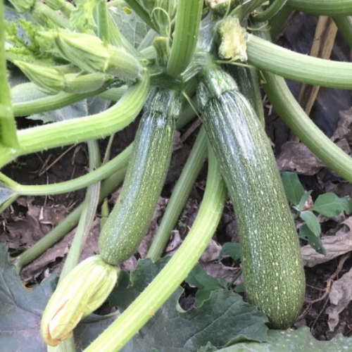 Семена кабачка Селиена F1 | Celiena F1 Syngenta