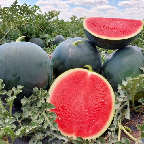 Семена арбуза Багама F1 | Bagama F1 Syngenta