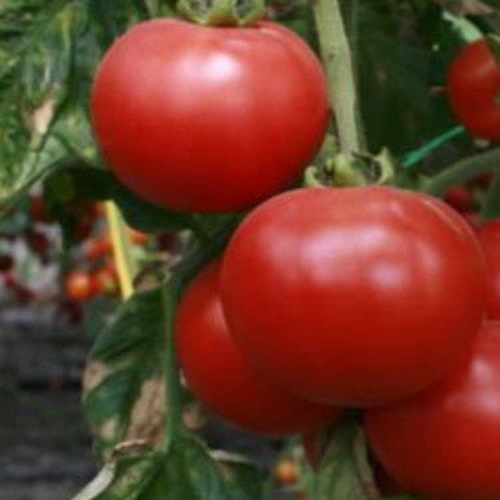 Семена томата Белла Росса F1 | Bella Rosa F1 Sakata