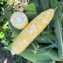 Кукуруза Казино F1 Spark Seeds