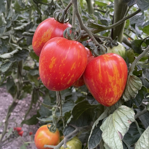 Семена томата Филадельфия F1 | Philadelfia F1 Lark Seeds