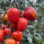 Семена томата Филадельфия F1 | Philadelfia F1 Lark Seeds