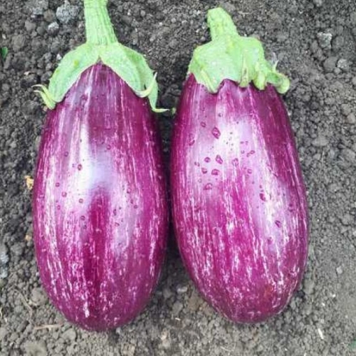 Насіння баклажану CRX 50141 F1 Cora Seeds Насіння баклажану CRX 50141 F1 Cora Seeds