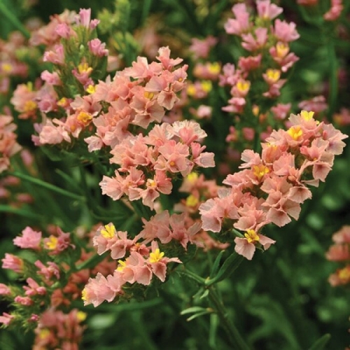 Статиця Limonium Qis Apricote Pan American 1500 шт.